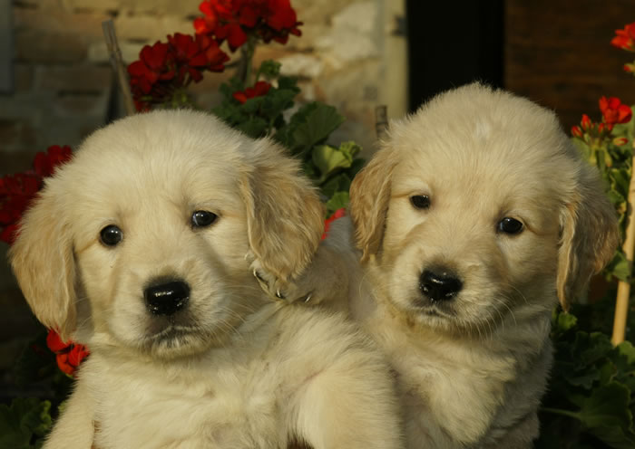 Cuccioli Golden Retriever Canigoldenretriever It